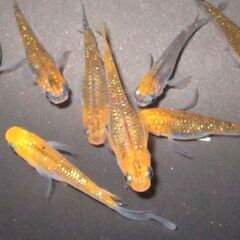 メダカ「煌めきスワロー」幼魚10匹の画像