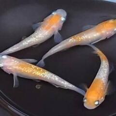 めだか　王華【現物】の画像