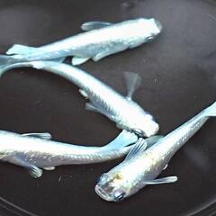 めだか　エメキン【現物】の画像