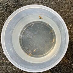 無料　サファイヤメダカ　楊貴妃など色々　稚魚ミックス２０匹プラスαの画像