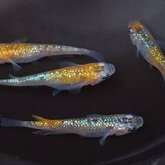【商談中】めだか　天界【現物】の画像