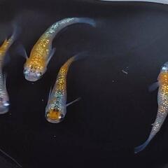 【商談中】めだか　天界【現物】の画像