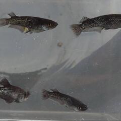 【商談中】めだか　ﾐﾂﾄﾞﾅｲﾄﾌﾘﾙ漆黒【現物】の画像