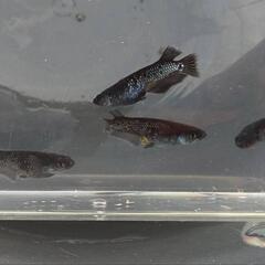 【商談中】めだか　ﾐﾂﾄﾞﾅｲﾄﾌﾘﾙ漆黒【現物】の画像