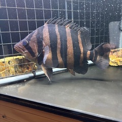 ダトニオプラスワンの画像