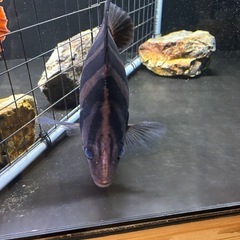ダトニオプラスワンの画像
