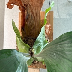 観葉植物ビカクシダステマリア（子株付き）決定しましたの画像
