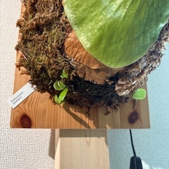 観葉植物ビカクシダステマリア（子株付き）決定しましたの画像