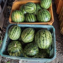小玉スイカ