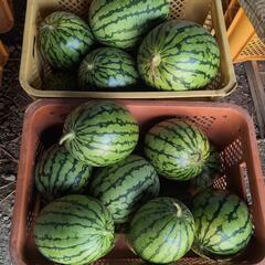 小玉スイカの画像