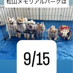 シニア犬