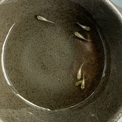 鳳凰　めだか　ヒカリ体型の画像