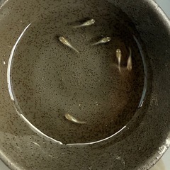 鳳凰　めだか　ヒカリ体型の画像