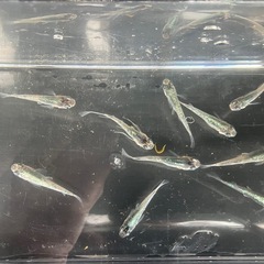 富嶽天翔xサファイア　自家掛け合わせメダカの画像
