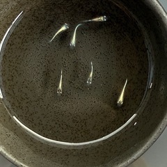 黒幹之　めだか　黒幹之流星の画像