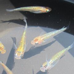 メダカ「煌めきサファイア」幼魚10匹の画像