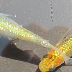 メダカ「煌めきサファイア」幼魚10匹の画像