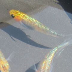 メダカ「煌めきサファイア」幼魚10匹の画像