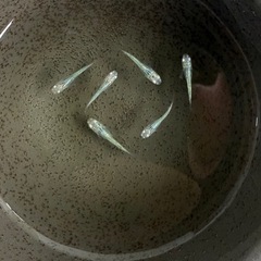 グリッター蒼　めだか　　の画像