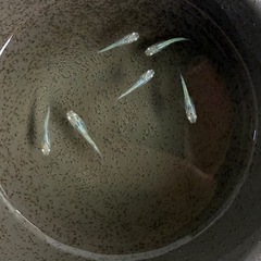 グリッター蒼　めだか　　の画像