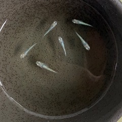 グリッター蒼　めだか　　の画像