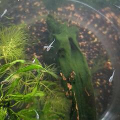 メダカ稚魚の画像