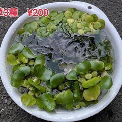水草3種セット¥200（アマゾンフロッグピット、姫ホテイアオイ、マツモ）の画像
