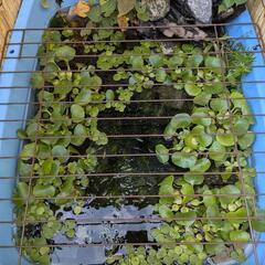 水草3種セット¥200（アマゾンフロッグピット、姫ホテイアオイ、マツモ）の画像