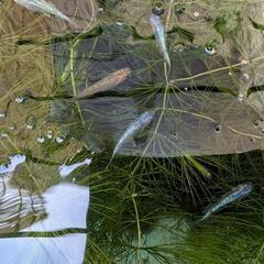 水草3種セット¥200（アマゾンフロッグピット、姫ホテイアオイ、マツモ）の画像
