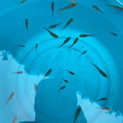 【夏休み企画】メダカ10匹100円＋αの画像