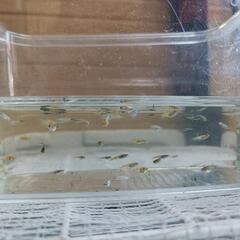 メダカ稚魚20匹〜の画像