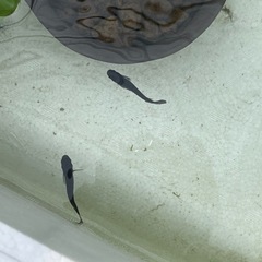 オロチヒレ長メダカ　成魚5匹の画像