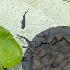 オロチヒレ長メダカ　成魚5匹の画像
