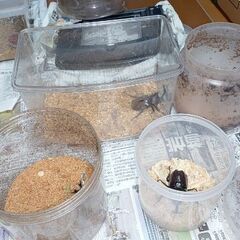 夏の昆虫くじの画像