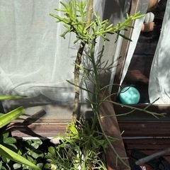 ユーフォルビア　フィフェレネンシス　観葉植物　塊根植物　多肉植物...