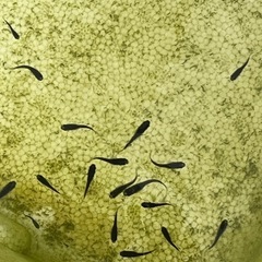 オロチメダカ幼魚10匹の画像