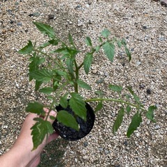 秋トマトに✨中玉トマト🍅わき芽苗🌱の画像