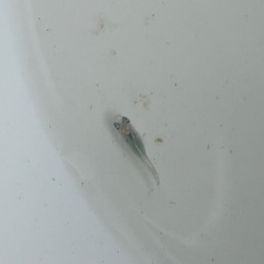 深海メダカ幼魚5匹の画像