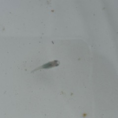 深海メダカ幼魚5匹の画像