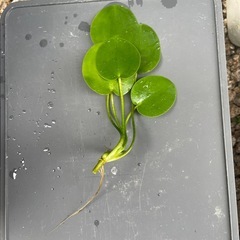 水草　ウォーターポピーの画像