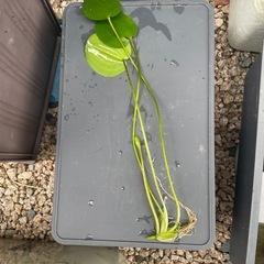 水草　ウォーターポピーの画像
