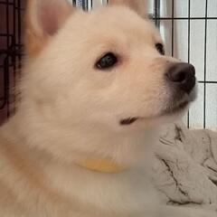 ポメ柴 - 犬