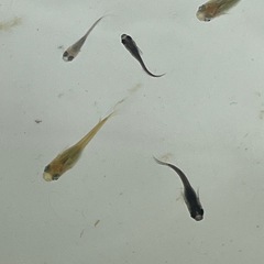 メダカＭＩＸ幼魚30匹の画像