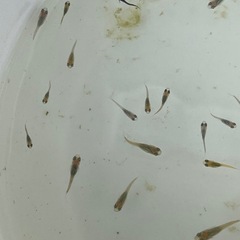 メダカＭＩＸ幼魚30匹の画像