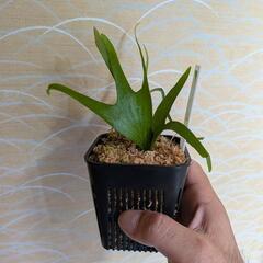 レア　ビカクシダの画像