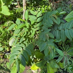 【写真更新】【特大】フィランサスミラビリス　塊根植物　観葉植物　ビザールプランツ　グリーン　ガーデニング　インテリアの画像
