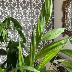 観葉植物　チャメドレアヤシ　高さ１６５センチ
の画像