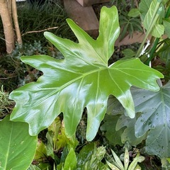 観葉植物　陶器鉢入りセローム　高さ１１０センチの画像