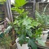 ランキングキーワードに紐づく投稿画像-観葉植物