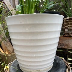 観葉植物　陶器鉢入りセローム　高さ１１０センチの画像